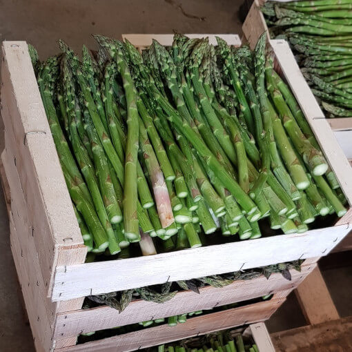 Tomates de producteurs